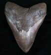 Sharply Serrated Megalodon Tooth #6984-1